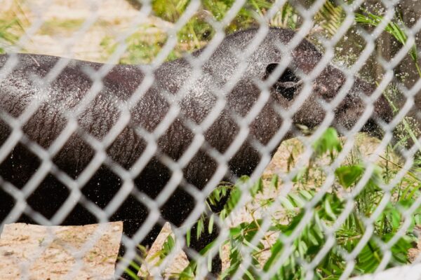 Zoológico de Fortaleza recebe 17 animais após operação com Ibama e PRF